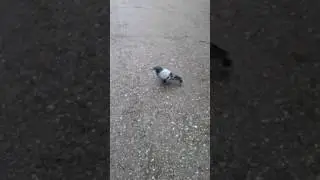Глупая птичка