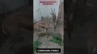 Chinkhara Family #deerhunting #chinkharadeerfamily #wildlife