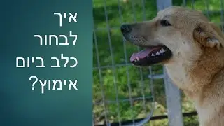 אילוף כלבים חיובי: בחירת כלב ביום אימוץ