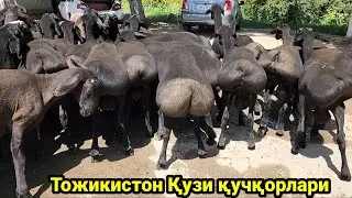 Тожикистон Зур Қучқорлари Янгиси келди