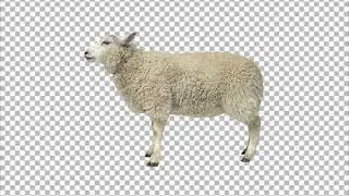 Sheep Transparent PNG