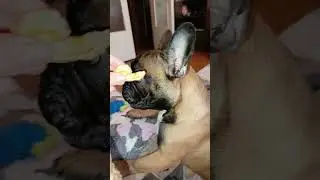 мукбанг от Патрика #едаялюблютебя