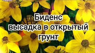 Цветок БИДЕНС из семян. Высадка рассады в открытый грунт. #биденс #цветынадаче #цветы