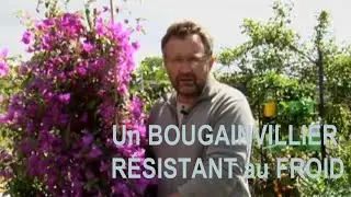 Le BOUGAINVILLEA SANDERIANA, L'un des plus  RÉSISTANT au FROID - CONSEILS de CULTURE