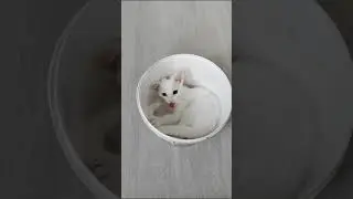 Матвей белый кот с разным цветом глаз...