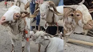 Altaf bhai ka Collection at Al Haider Goat Farm || Al Mehtab Goat Farm