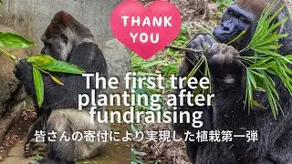 How the gorillas reacted to the changes in the enclosures｜CHIBA ZOO｜植栽翌日のゴリラたちの様子: それぞれ反応の違い｜千葉市動物公園