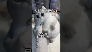 Сквиш котик, как настоящий с ВБ Озон. Артикул в описании канала 