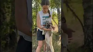 Малышка креветка 🦐 #shortvideo #собака #собаки