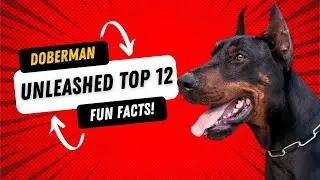 Doberman Dogs Unleashed Top 12 Fun Facts!