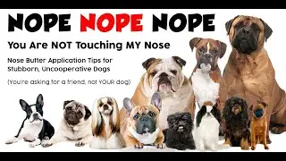 The Blissful Dog | Applying Nose Butter to Uncooperative, Stubborn, Headstrong Dogs