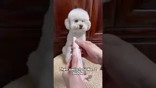 Cortadora de pelo para perros