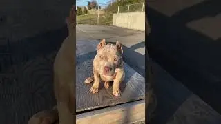 Cute Merle XL Bully Pup - BullyOwners.Com