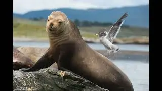 Slide Show Patagonia 2019