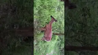 Video of Loft Mountain Campground, VA from Jorrit