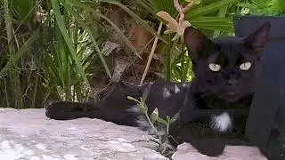 Cat's rock song - Spark Rocca *_* [(OFFICIAL VIDEOCLIP)]