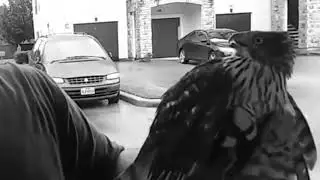 Stop Birb Violence