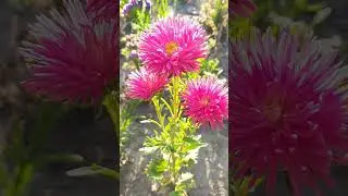 🍃🌺Garden crimson asters🌺🍃 #shorts #flowers #nature #asters