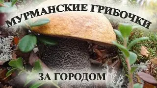 Грибы в Мурманске (за городом).