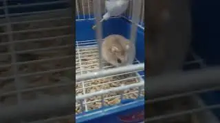 Лучший конец от хомяка Хомы