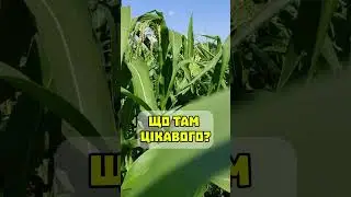 🌽Это было в украинской кукурузе💥