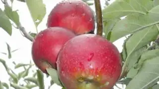 Shto patih Maycho - Pomak Traditional Song