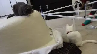 КОТ! Сделай уже что-нибудь! Нет? ладно :(