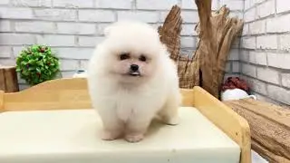 White Pomeranian - Larry
