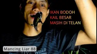 IKAN DALUM MINI KAIL BESAR MASIH DI TELAN