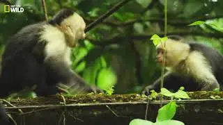 Colombie | Extrait : Capucin, singe machiavélique