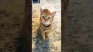 Funny cats 😂 episode 22 #shorts
