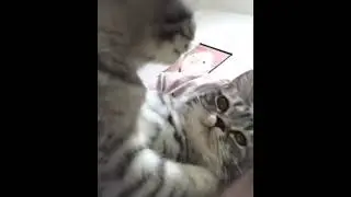 котики