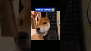 Настоящий обжора | #Shorts