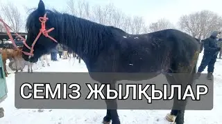 Жаркент мал базары. 21.01.2024ж