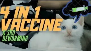 4 IN 1 VACCINE for CATS PARA SAAN : PARVO VIRUS ETC..  VISIT din sa VET ni SKY, 3rd DEWORMING