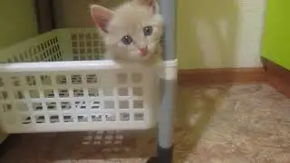 Просто милый котенок