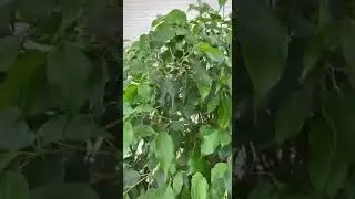 Стрижка Фикуса Бенджамина