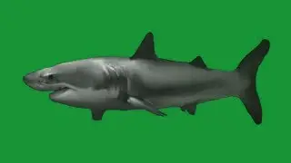 SHARK animated SWIMMING ACROSS SCREEN  HD 1080 green screen