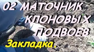 КАК РАЗМНОЖАТЬ САЖЕНЦЫ ЯБЛОНИ В МАТОЧНИКЕ.Видео №2.Закладка маточнка.