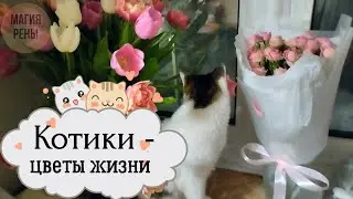 Любимые котики
