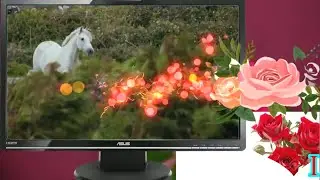 Animals Vd1