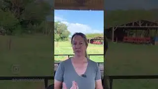 Por onde começar sua criação de ovelhas| CARLA D'ANCORA DIAS