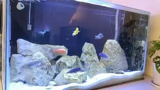 Cichlid fish color relax