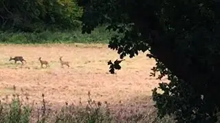 Roe deer with two calves on a meadow early in the morning, rådyr med 2 rålam på eng  tidlig morgen.