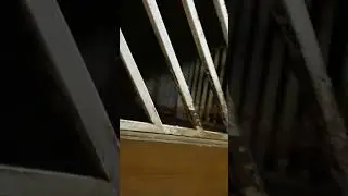 конь по кличке Рэп 🏇
