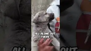 We Rescued a Baby Wolf 🐺😍❤️