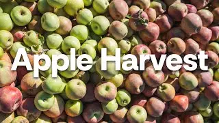 Making Apple Cider - Apple Harvest 2024