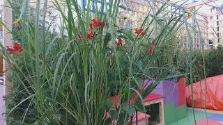 Сад-финалист "Лоскутное одеяло" / "Цветочный Джем"