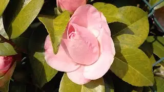 #belleza #bellezza #naturelovers #nature #viralvideo #viral #shortvideo #youtubeshorts #shortfeed