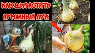 Огромный лук. Лук Эксибишн как вырастить семенами. Отличный лук